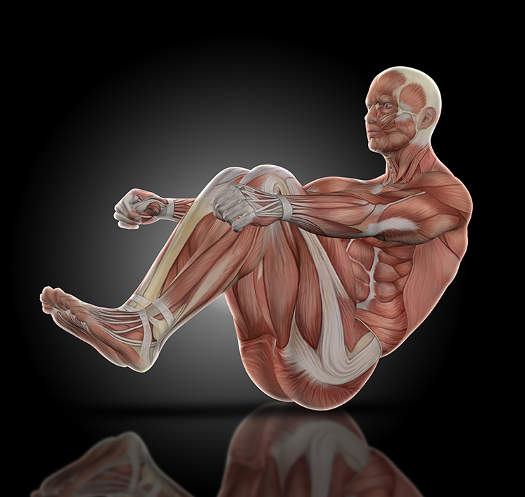 Musculoskeletal